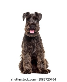 Schnauzer Dog Sitting And Panting, Isolated