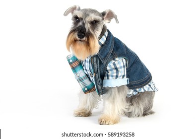 Schnauzer Dog Wearing Jeans Vest On White Background