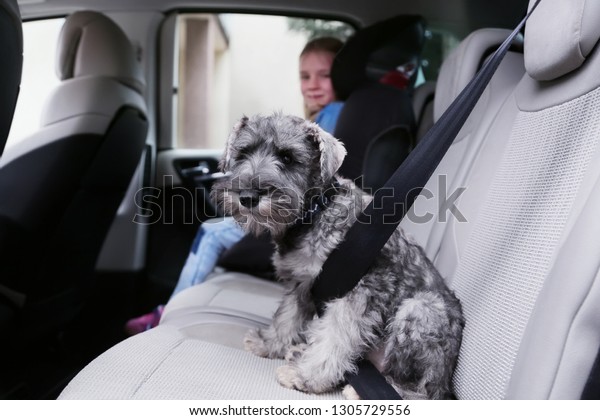 Schnauzer puppy dog in a car with little\
girl in a background. Dog wears a special dog car harness to keep\
him safe when he travels. Safety of dogs in the\
car