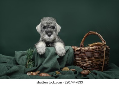 Schnauzer puppy and mushroom basket on a dark background - Shutterstock ID 2207447833