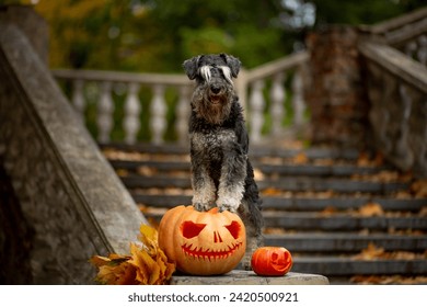 Schnauzer sits on the railing of an old staircase with Halloween pumpkins and yellow maple leaves - Powered by Shutterstock