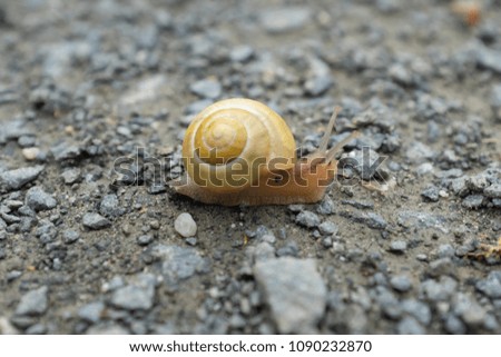 Similar – Image, Stock Photo garden snail conveyor