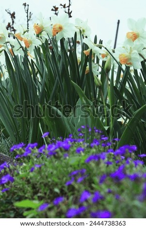 Schneeriesin, spring flowers, white primrose, purple primrose, background of white primroses, beautiful bouquet of white flowers, carpet of white primroses, congratulations, mother's day, happy birthd