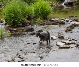 Schnoodle Dog Paddling In The River Barle Within Exmoor National Park In Rural Somerset, England, UK