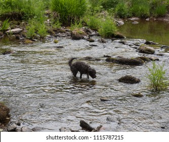 Schnoodle Dog Paddling In The River Barle Within Exmoor National Park In Rural Somerset, England, UK