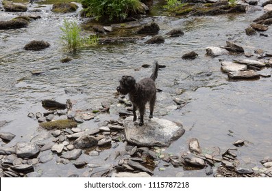 Schnoodle Dog Paddling In The River Barle Within Exmoor National Park In Rural Somerset, England, UK