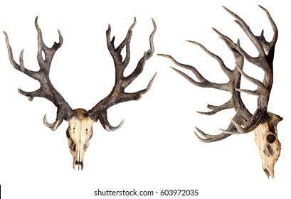 [Image: schomburgks-deer-head-skull-isolated-260...972035.jpg]