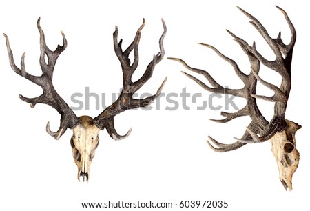 Schomburgk's deer head skull isolated on white background with clipping path, Extinct animal
