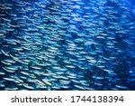 A school of anchovies swimming in the deep blue sea of the Pacific Ocean, Anchovies are commonly used as "bait fish" for fishermen.