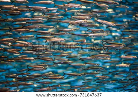 A school of anchovies swimming in the deep blue sea of the Pacific Ocean in Monterey Bay, California. Anchovies are commonly used as 