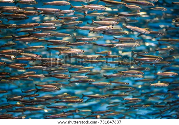 A school of anchovies
swimming in the deep blue sea of the Pacific Ocean in Monterey Bay,
California. Anchovies are commonly used as 