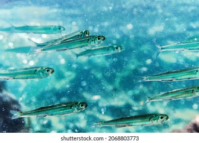 School Of Anchovies Swimming Free In The Mediterranean Waters, Blue Background