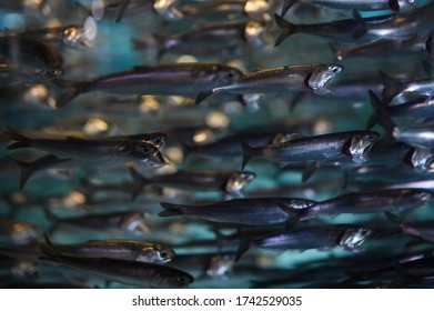 School Of Anchovies Swimming In A Tank At An Aquarium