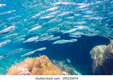 School Of Anchovy In A Blue Sea With Coral Reef, Thailand