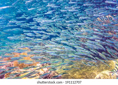 School Of Anchovy In A Blue Sea With Coral, Thailand