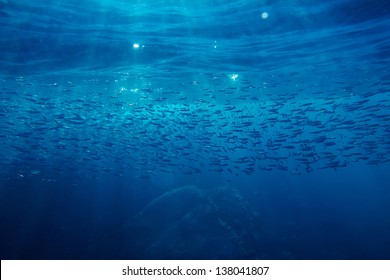 School Of Anchovy In A Deep Blue Sea, Thailand