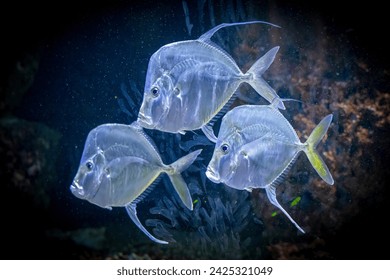 a school of Atlantic Lookdown fish simming in a school