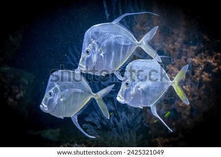 a school of Atlantic Lookdown fish simming in a school