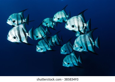 School Of Atlantic Spade Fish