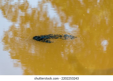 A School Of Baby Catfish Swimming In The River