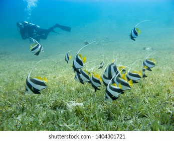 School of bannerfish swimming over the sea grass with clear blue sea and silhouette of a diver in the background - Underwater at dive site Bannerfish Bay in Dahab, Egypt