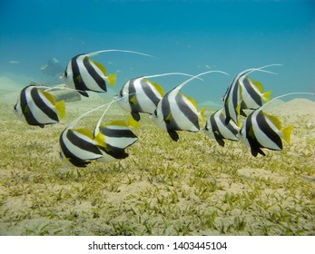 School of bannerfish swimming over the seagrass with clear blue sea in the background - Underwater at dive site Bannerfish Bay in Dahab, Egypt.