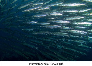 School Of Barracuda In Cocos Island Costa Rica