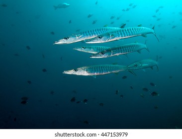 School Barracuda Fish.