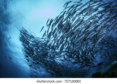 魚 群 綺麗 の画像 写真素材 ベクター画像 Shutterstock