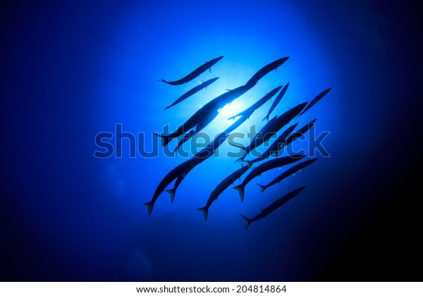 School Barracuda Fish\
Ocean