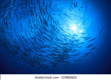 School barracuda fish and scuba divers - Shutterstock ID 519883603