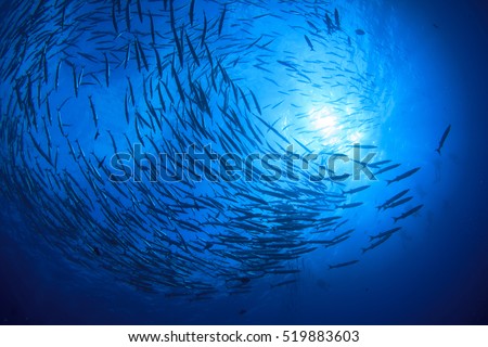 School barracuda fish and scuba divers