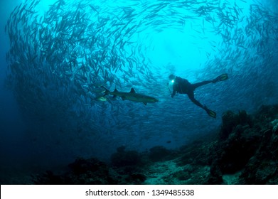 School Of Barracuda In Sipadan