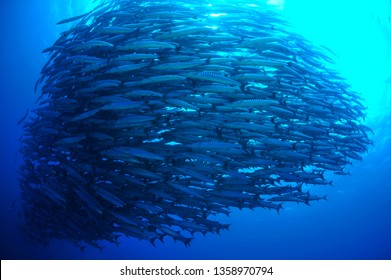 School Of Barracuda In Sipadan