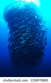 School Of Barracuda In Sipadan