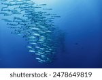 A school of barracuda swimming together in the deep blue ocean