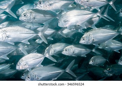 A School  Of Big Eye Trevally Fish Swimming Against A Current