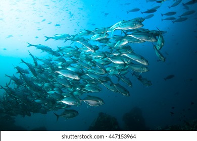 School Of Big Eye Trevally Fish Swimming Against A Current