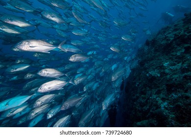 School Of Big Eye Trevally Fish Swimming Against A Current. 