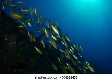 School Of Bigeye Snapper (Lutjanus Lutjanus) At SS Yongala Wreck On The Great Barrier Reef In Australia