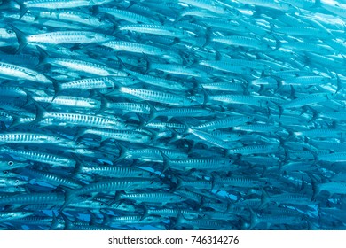 239 Blackfin Barracuda Images, Stock Photos & Vectors | Shutterstock