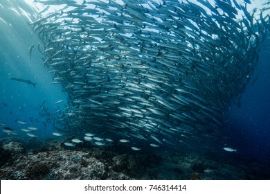 school of blackfin barracudas in Big Fish Country, Maratua, Kalimantan, Borneo, Indonesia