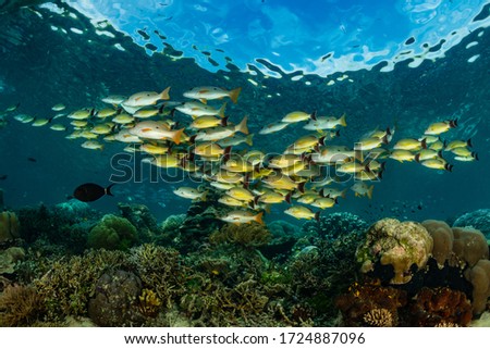 school of blacktail snapper fish