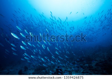 School of blue Indian Mackerel underwater along the dive site main marine life resources under the sea , Baa Atoll, Maldives.