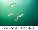 School of bluegill in a lake