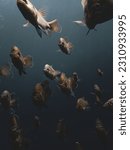 School of bluegill sunfish swimming in the underwater cavern of Blue Grotto, Florida