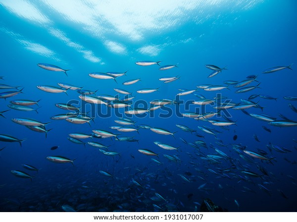 A school of Bluestreak fusilier\
fish (Neon fusilier) with the surface visible in the\
background