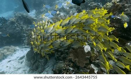 a school of bluestripe snapper
