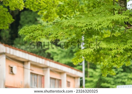 School building of an abandoned Japanese school surrounded by fresh greenery in summer