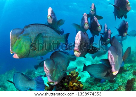 school of bumphead parrot fish in sipadan
